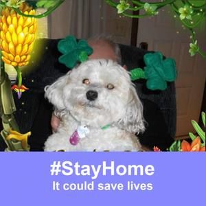 Meet your Posher, Janet